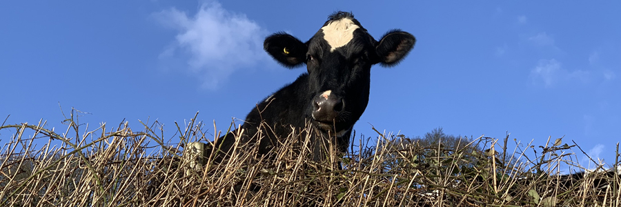 Curious dairy cow