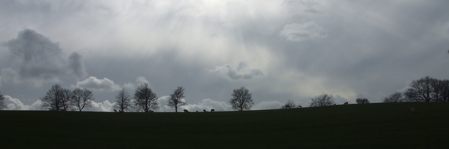 Sheep and lambs in Corsley
