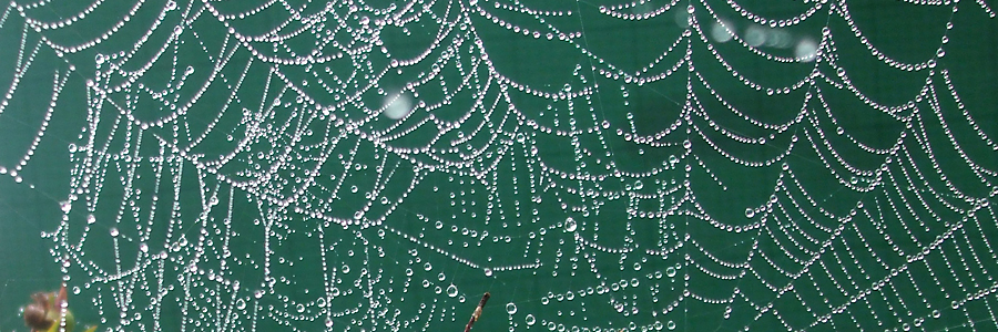 Spider's web with dew drops